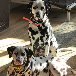 Meet your Posher, Joan